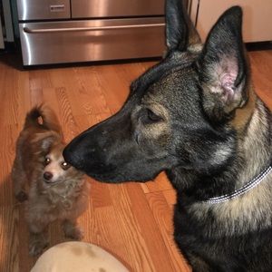 Meet your Posher, Jax